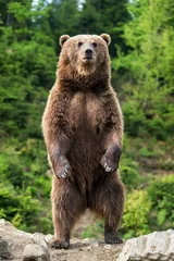 Schilderijen op glas Big brown bear standing on his hind legs © byrdyak