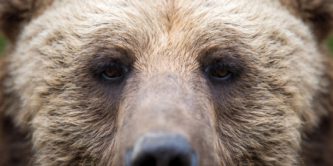 Closeup of the eye of a bear