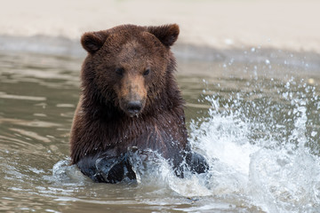 Obraz na płótnie Canvas Brown bear in a water