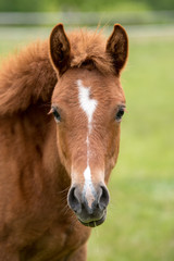 Portrait brown colt in summer