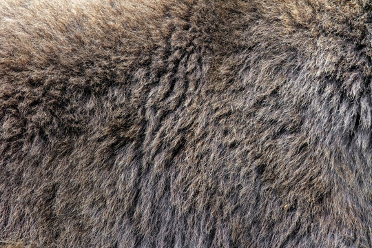 Bear Fur Texture Immagini - Sfoglia 15,072 foto, vettoriali e video Stock Adobe