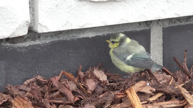 Juvenile eurasian blue tit sitting in the garden 