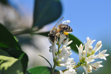 Honey bee collecting nectar on tree, Honey Bee pollinating in garden