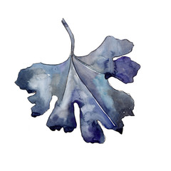 Gooseberry leaf in a watercolor style isolated. Aquarelle leaf for background, texture, wrapper pattern, frame or border.