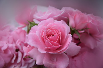 Pinke Rose an einem üppigen Rosenbusch