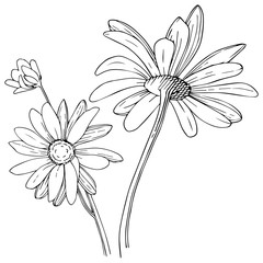 Daisy in a vector style isolated. Full name of the plant: Daisy. Vector flower for background, texture, wrapper pattern, frame or border.