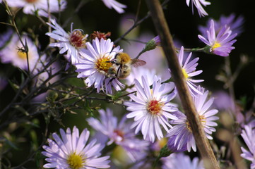 Obraz premium Blumen