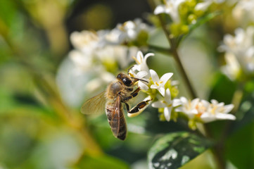 Honey bee collecting nectar on tree, Honey Bee pollinating in garden