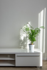 bright living room with houseplants Areca in a white pot on a table