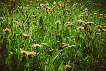 Dandelions in the grass