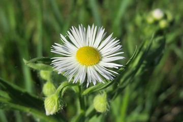 Beautiful white erigeron flower in the meadow on natural green leaves background