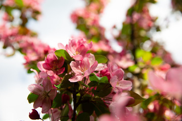 Spring blossom flowers on apple tree 