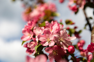 Spring blossom flowers on apple tree 