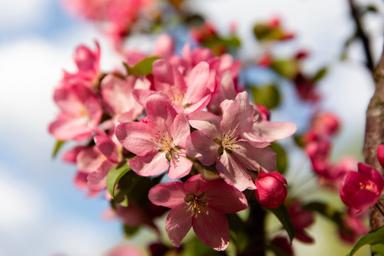 Spring blossom flowers on apple tree 