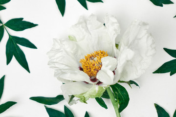 Delicate white peony on white background.