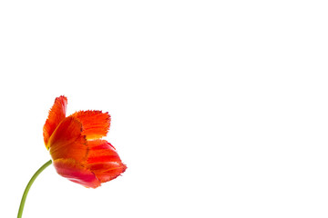 Tulip flowers on white background with space for your text.