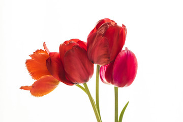 Tulip flowers on white background with space for your text.