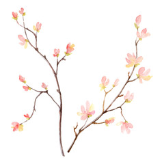 Watercolor vector hand painting illustration of branches and pink flowers.