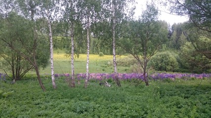 Obraz premium Field flowers. Purple. Bryansk district. (The Vast Russia! Sergey, Bryansk.)