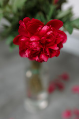 Red peony in glass vase on blurred background with selective soft focus on petals
