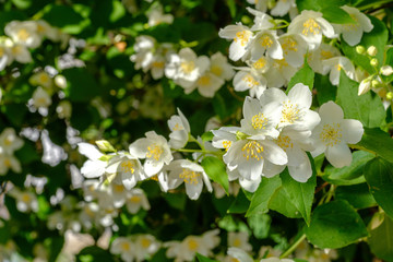 Obraz na płótnie Canvas Spring landscape with jasmine flowers. Selective focus.