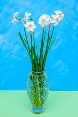 Bouquet of white daffodils in a vase on a blue background