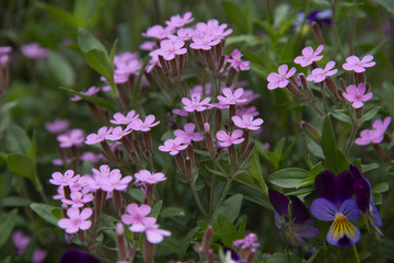 Purple small flowers on a dark green background