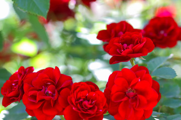 Red roses blooming in the garden, red roses on blurred background, flowers with copy space, a blank for a bouquet, spring garden