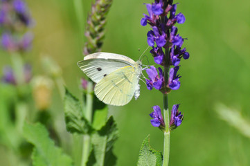 Small White butterfly, Pieris rapae, on wildflower. Beautiful butterfly on meadow