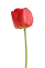 red tulips isolated on white background. Top view. Flat lay pattern