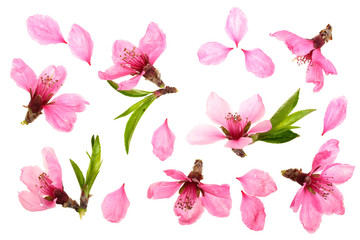 Cherry blossom, sakura flowers isolated on white background. Top view. Flat lay pattern