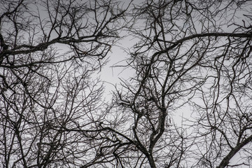 Leafless branches of park winter trees