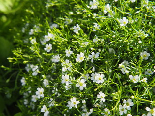 White blooming Gypsophila - baby's breath