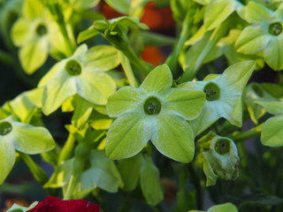 OLYMNicotiana alata - jasmine tobacco, sweet tobacco, winged tobacco