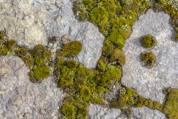 stones and moss