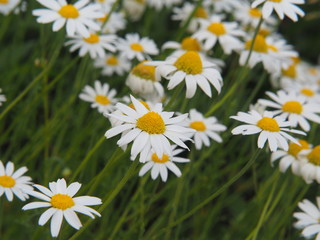 Fototapeta premium Matricaria chamomilla syn. Matricaria recutita - chamomile. Camomile in full bloom, Poland.