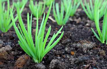 green onions growing in the open ground