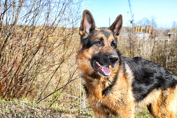 Dog German Shepherd outdoors in a summer