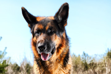 Dog German Shepherd outdoors in a summer