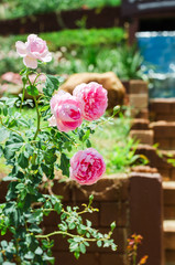 pink flower of English rose (Alan Titchmarsh) in the outdoor garden