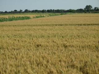 paesaggio di campagna
