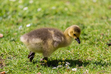 Young canadian goose