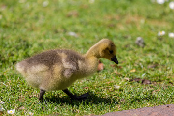 Young canadian goose
