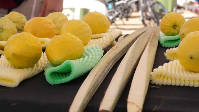 Choosing an etrog on Sukkot