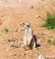 animal marmot in the park