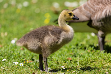 Young canadian goose