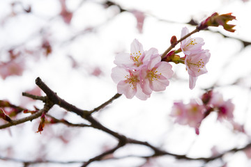 "Cherry blossom" or "Sakura" an important flower for japanese people