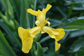Fototapeta na wymiar beautiful flower yellow marsh iris close-up on soft blurred background, top view