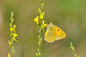 Colias croceus, Clouded Yellow butterfly collecting nectar on wild flower. Yellow Butterfly on meadow in spring time
