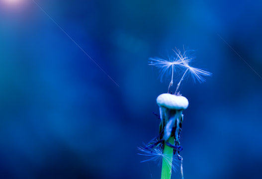 Fototapeta Art photo of dandelion close-up on blue background Monochrome photography.